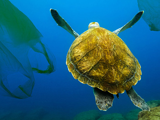 Turtle swimming in the ocean