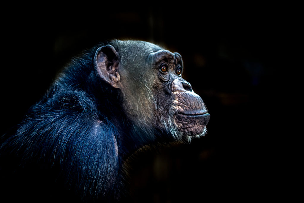 Chimpanzee